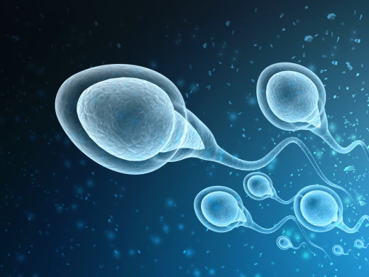 Covid zhoršuje kvalitu spermií – až na půl roku