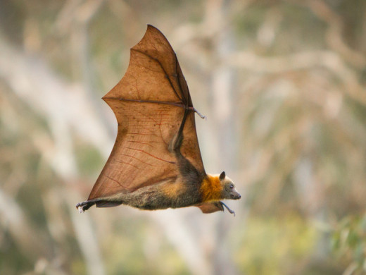 Netopýři přenášejí vzteklinu – v Česku jako jediní