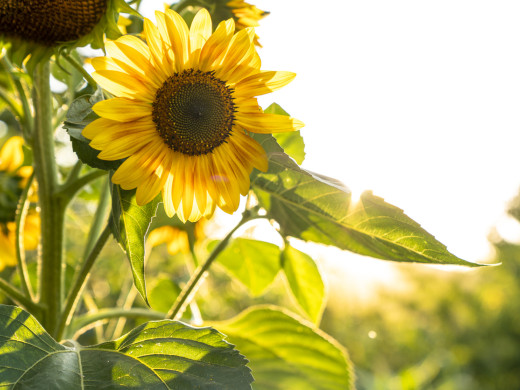 Slunečnice upozorní na roztroušenou sklerózu