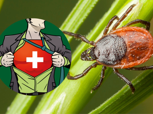 Jak odstranit klíště